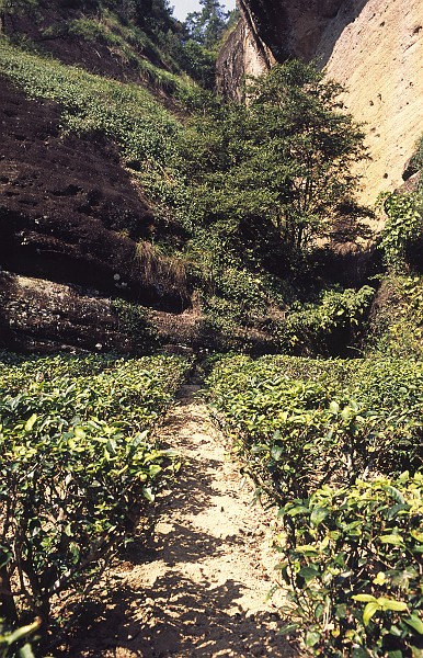 tea plantations built into the cliffs - wuyi shan.jpg